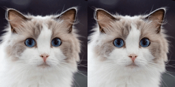 图3 猫咪表情迁移前后对比(README 动物模式示例静态帧)